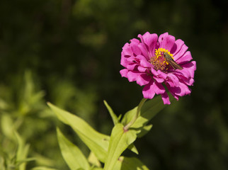 Moth in Flower
