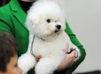 Bichon Frise at dog show, Moscow.