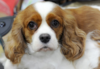 Cavalier King Charles Spaniel at dog show, Moscow.