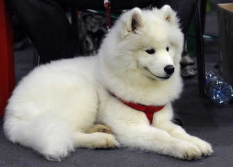Samoyed at dog show, Moscow.