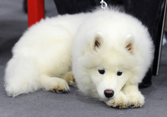 Fototapeta premium Samoyed at dog show, Moscow.