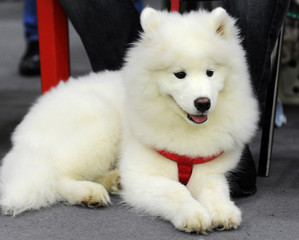 Samoyed at dog show, Moscow.