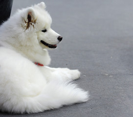 Samoyed at dog show, Moscow.