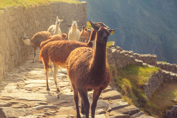 Llamas in Machu Picchu walking on the sunset. Peru. © Iuliia