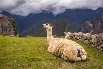 Fototapeta premium Dwie lamy leżą w Machu Picchu w Peru. Piękny krajobraz z Andami.
