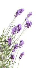 Zelfklevend Fotobehang Lavendel Lavendel