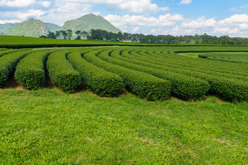 Fototapeta na wymiar Green Tea Farm