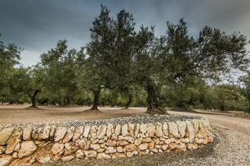 Olive trees in ancient orchand in Spain
