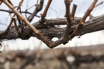 Vineyard in winter