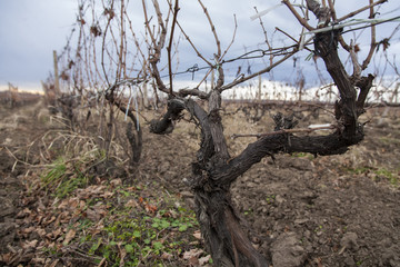 Fototapeta na wymiar Vineyard in winter