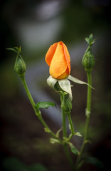 One orange and three green rose buds on a natural background
