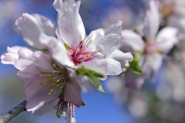 Flores del almendro