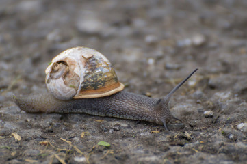 land snail