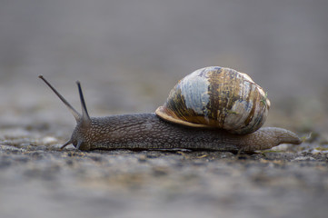 land snail
