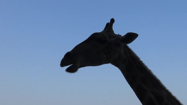 4k Silhouette of a giraffe head with blue sky-Dan