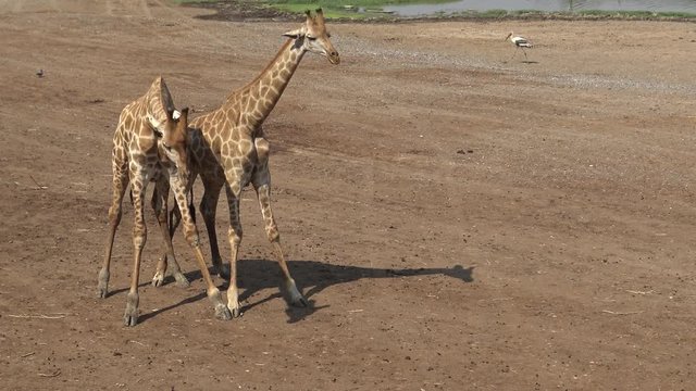 4k Two giraffes use their necks and heads to fight in a hot day of summer-Dan
