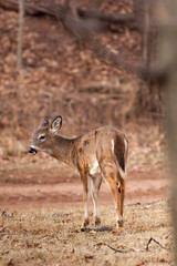 White-tailed Deer Grazing Near Woods