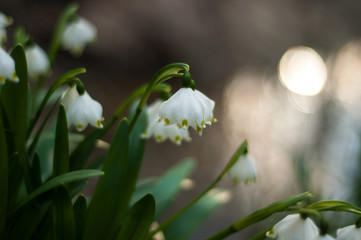 Snowdrop spring flowers. Delicate Snowdrop flower is one of the spring symbols telling us winter is leaving and we have warmer times ahead. Fresh green well complementing the white blossoms.