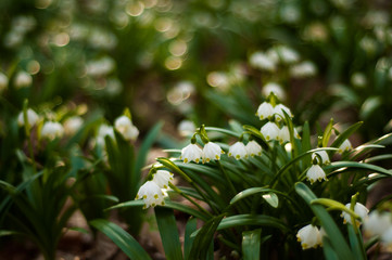 Snowdrop spring flowers. Delicate Snowdrop flower is one of the spring symbols telling us winter is leaving and we have warmer times ahead. Fresh green well complementing the white blossoms.