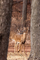 Naklejka na ściany i meble White-tailed Deer Grazing Near Woods
