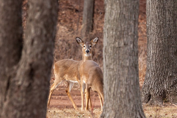 White-tailed Deer Grazing Near Woods