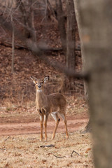 White-tailed Deer Grazing Near Woods