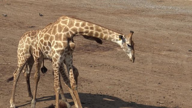 4k Two giraffes use their necks and heads to fight in a hot day of summer-Dan