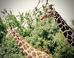 Giraffe patterns