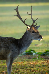 Naklejka na ściany i meble young fallow deer buck