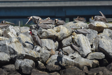 Brown pelicans in mating colors frolicking on jetty in pacific ocean California