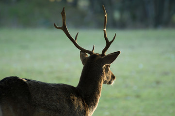 young fallow deer buck