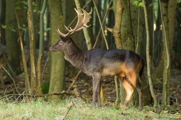 dark fallow deer buck