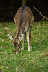 fallow deer doe grazing
