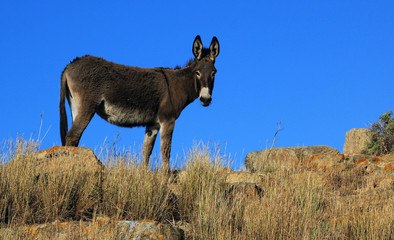 Donkey in Mykonos island, Greece