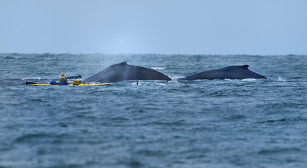Fototapeta premium Humpback Whales splashing in Ocean Waters passing Kajaker