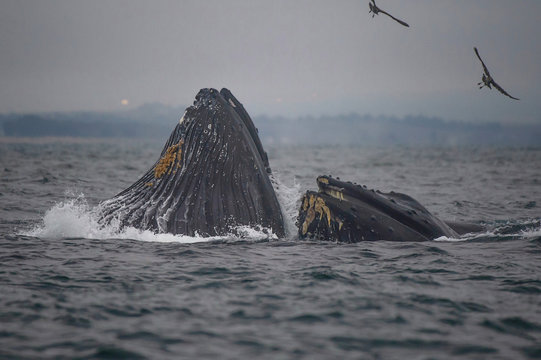 Humpback Whales Emerging From Ocean Surface With Fish Jumping From Their Mouths