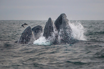 Fototapeta premium Humpback Whales emerging from ocean surface in feeding frenzy