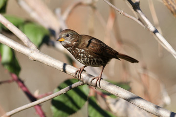 Fox Sparrow sitting on a branch