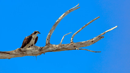 Osprey (Pandion haliaetus) perched on an old tree, Florida, USA