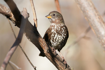 Fox Sparrow sitting on a branch