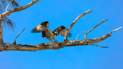 Osprey (Pandion haliaetus) with its booty on an old tree, Florida, USA