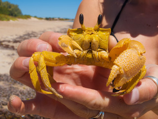 A large australian Golden ghost crab with big giant eyes, being held up against a vivid blue sunny background.