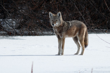 Fototapeta premium Coyote hunting in the snow