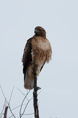 Red-tailed Hawk sitting on a stick