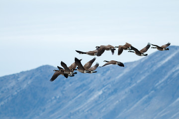Canada geese taking off © davidhoffmann.com