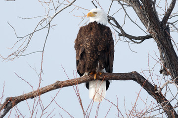 Bald eagle sitting on a branch