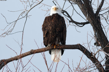 Bald eagle sitting on a branch