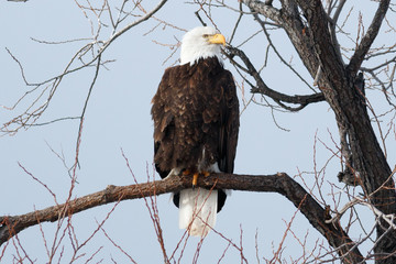 Bald eagle sitting on a branch