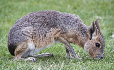 Patagonian Mara,