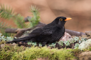 Blackbird, Turdus merula